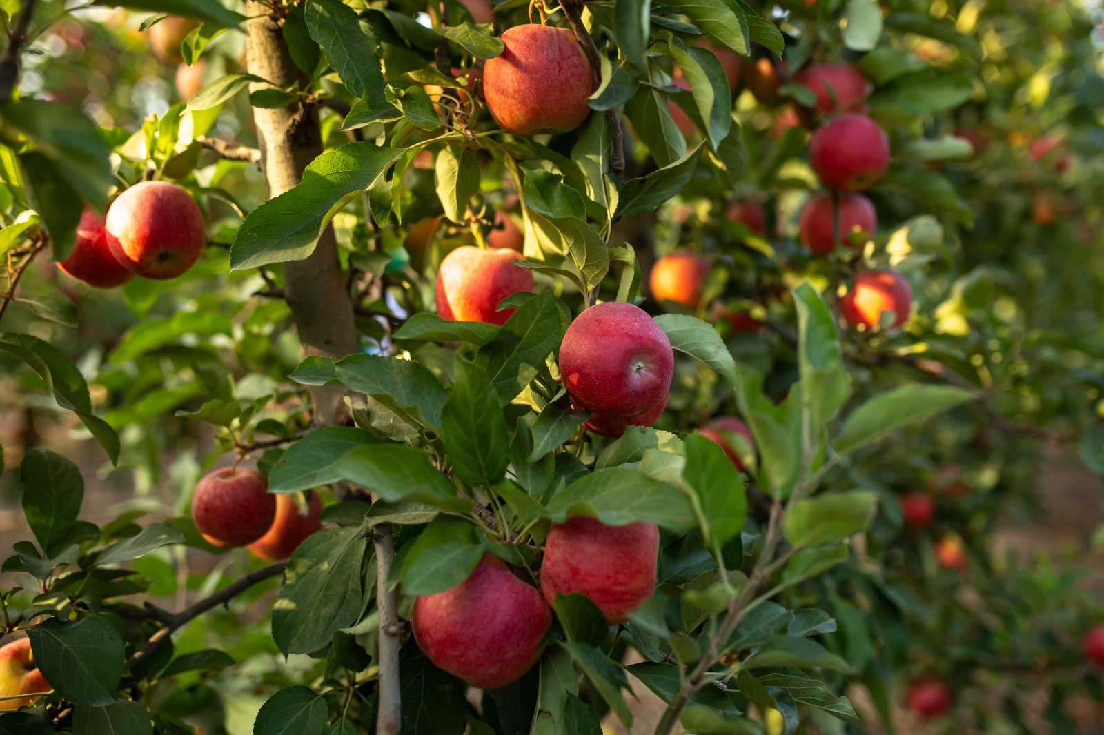 Bağçılıq və soyuducu anbar kompleksi